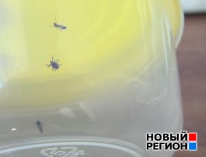 Муравьи против клещей: смогут ли насекомые избавить леса России от кровососущих? / Энтомологический эксперимент «Нового Региона» (ВИДЕО)