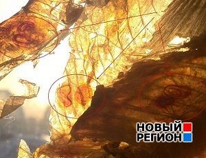 В магазинах Екатеринбурга торгуют рыбой с червями (ВИДЕО) / Читатель «Нового Региона» приобрел зараженных окуней в «Кировском»