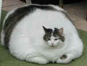 «Кот в 12 килограмм – это не мило, а страшно»: ветеринары обеспокоены ожирением у домашних питомцев (ФОТО, ВИДЕО)