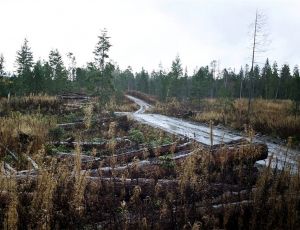 Рабочие уничтожили при ремонте газопровода в Югре лес на 8 млн рублей / Прокуратура потребовала возместить ущерб и освободить незаконно занятый участок