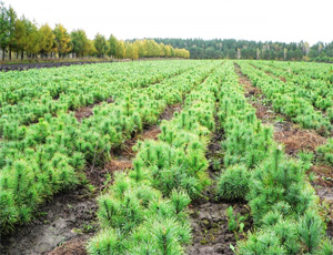 В Челябинской области сорвали работы по лесовосстановлению