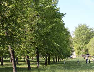 Спасибо кризису! В Курчатовском районе Челябинска может появиться еще один парк