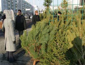 В Челябинске начали продавать елки