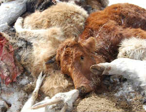 64% скотомогильников Зауралья представляют опасность для жизни людей