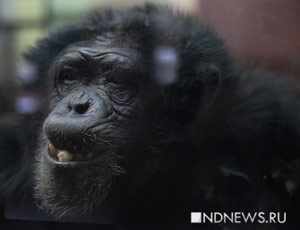 Человек – это всего лишь ремикс шимпанзе, страдающий антропоцентрическим шовинизмом (ФОТО) / Новогодний спецпроект NDNews.ru