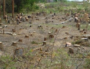 В Югре незаконно вырубили лес на 12 млн рублей