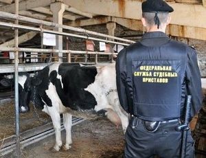 На Среднем Урале судебные приставы арестовали 11 коров