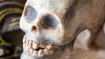 В сахалинском лесу нашли кости человека