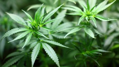 Киевский режим пообещал выращивать марихуану со штрих-кодом на каждом кусте