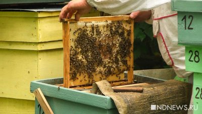 Пасечник отсудил более 100 тысяч рублей за пчел, погибших от распыления пестицидов