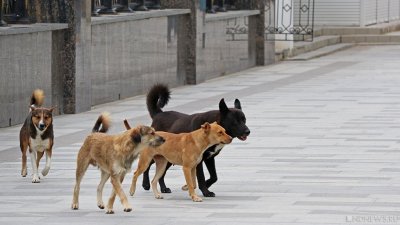 Свердловский подрядчик отказался сказать, куда вывезут собак и кошек из Тазовского