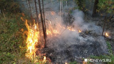 В Свердловской области горит 100 тысяч га леса