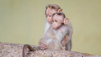 На Украине зафиксирован первый случай обезьяньей оспы