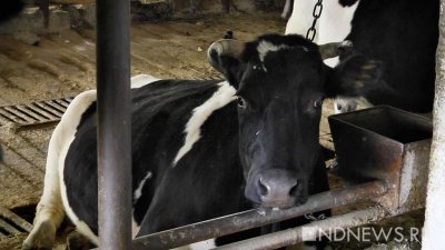 35 коров погибли в ДТП под Красноярском