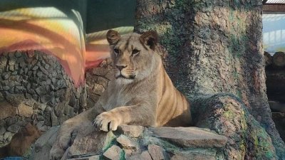В зоопарке отметили день рождения львицы Миры (ФОТО)