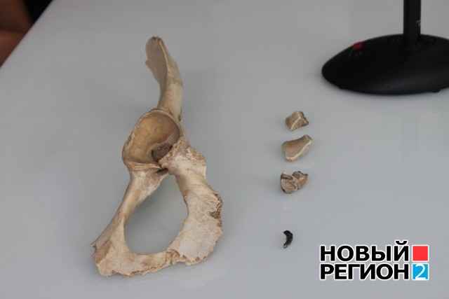 Новый Регион: Когда Урал был саванной: ученые рассказали об уникальной находке костей древнего носорога