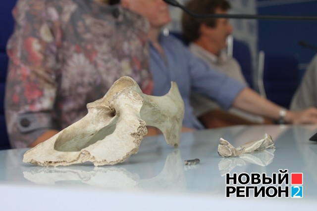 Новый Регион: Когда Урал был саванной: ученые рассказали об уникальной находке костей древнего носорога