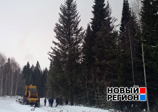 Новый Регион: Спецоперация Ёлка на вывоз: 20 человек добывали в лесу 18-метровую ель для городской площади (ФОТО, ВИДЕО)