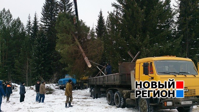 Новый Регион: Спецоперация Ёлка на вывоз: 20 человек добывали в лесу 18-метровую ель для городской площади (ФОТО, ВИДЕО)