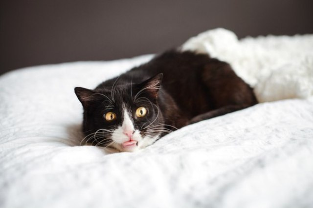Новый Регион: Бездомным котам устраивают фотосессии и заводят страницы в Instagram*, чтобы пристроить (ФОТО, ВИДЕО)