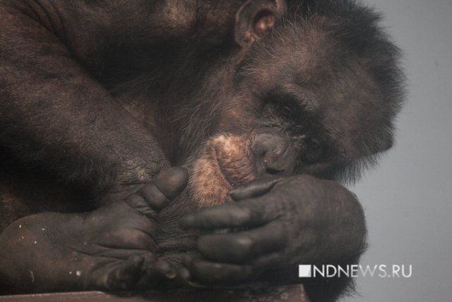 Новый Регион: Драма Джонни: шимпанзе из Екатеринбургского зоопарка думает, что он человек