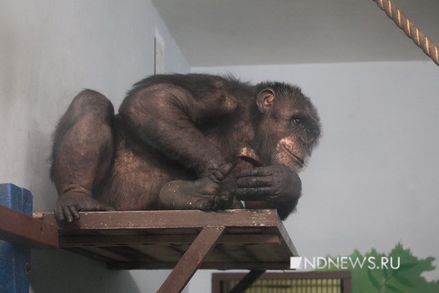 Новый Регион: Драма Джонни: шимпанзе из Екатеринбургского зоопарка думает, что он человек