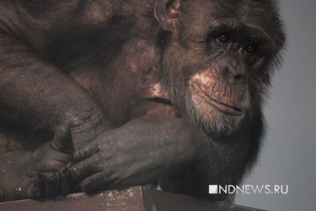 Новый Регион: Человек – это всего лишь ремикс шимпанзе, страдающий антропоцентрическим шовинизмом