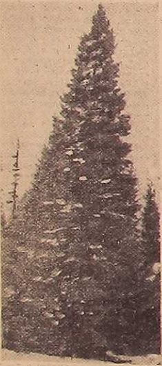 Новый День: История одной елки: как изменилось главное дерево Екатеринбурга за 80 с лишним лет (ФОТО)