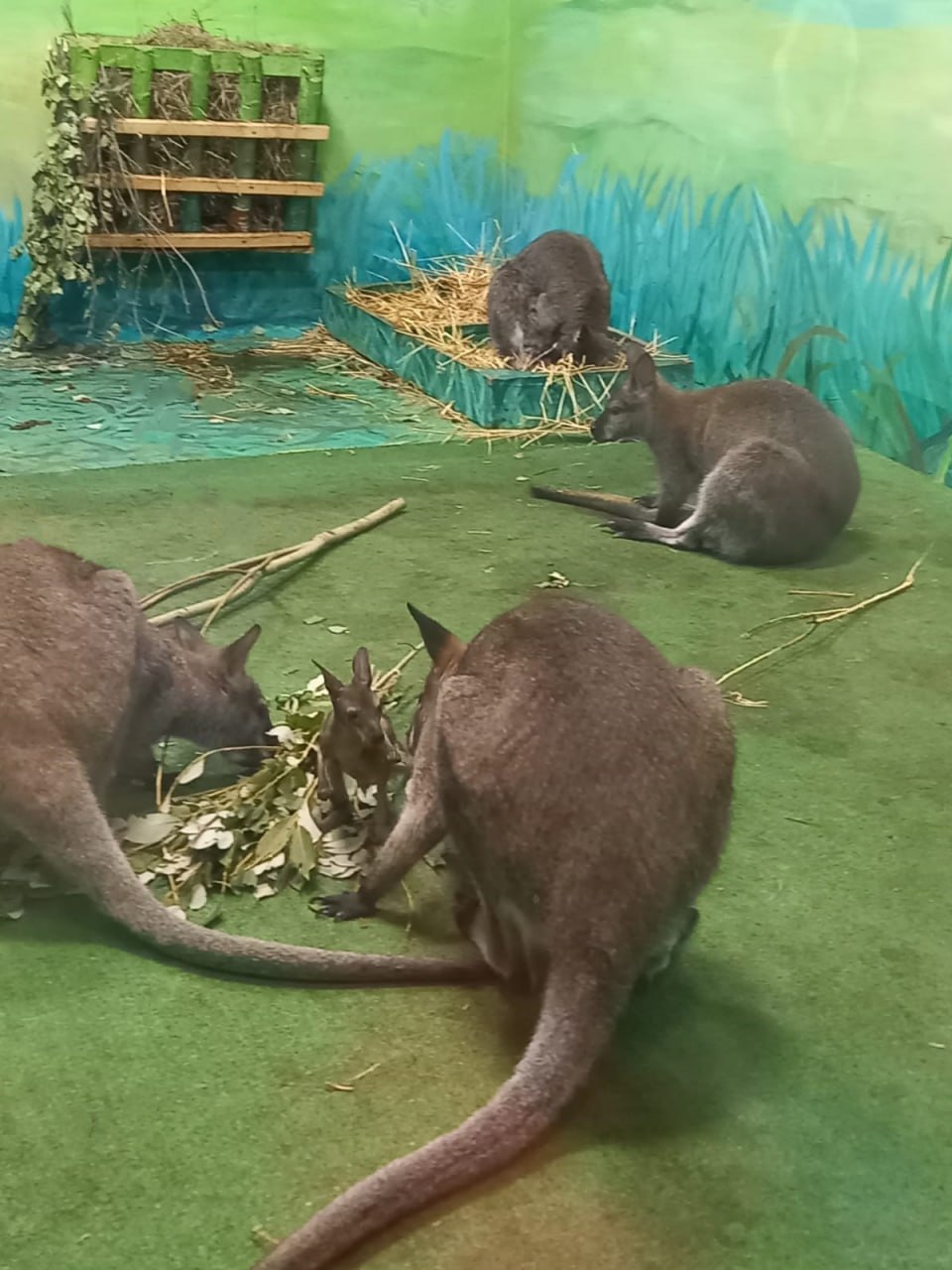 Новый День: У кенгуру-многоженца появилось сразу два детеныша (ФОТО)
