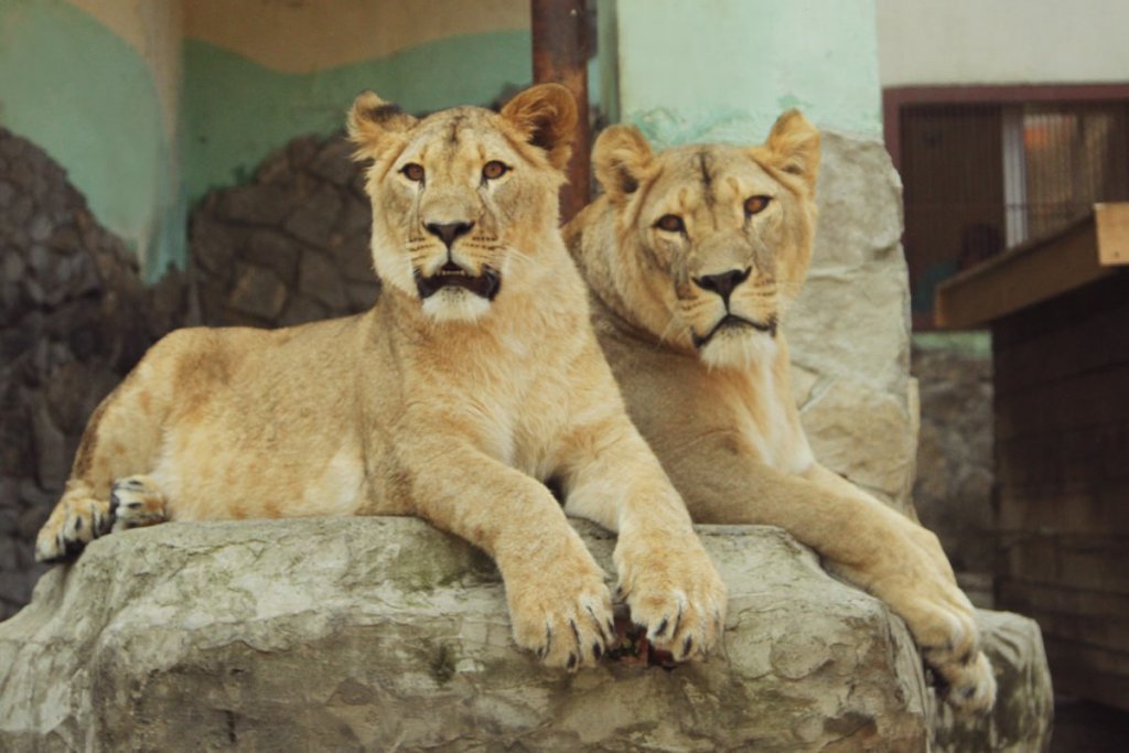 Новый День: В зоопарке отметили день рождения львицы Миры (ФОТО)