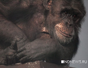 Драма Джонни: шимпанзе из Екатеринбургского зоопарка думает, что он человек (ФОТО) / Новогодний спецпроект NDNews.ru