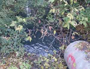 Водная артерия Челябинска: «большинство растительности погибло»
