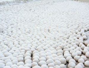 Снежные шары на берегу Обской губы взбудоражили западные СМИ (ФОТО) / Даже «предсказано» нашествие снеговиков, вылупившихся из загадочных «яиц»