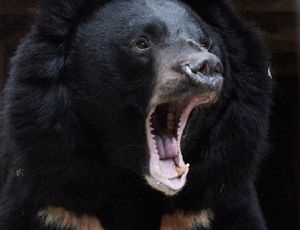 Медведи в зоопарке впали в спячку в отремонтированных вольерах (ФОТО)
