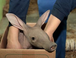Детеныш трубкозуба впервые показался посетителям екатеринбургского зоопарка (ФОТО)