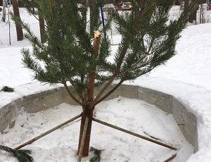 В Заречном вандалы украли новогоднюю елку во дворе жилого дома (ФОТО)