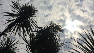 В Сочи около тысячи пальм погибло из-за жука-вредителя