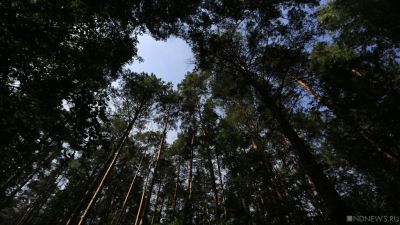Группа иркутских контрабандистов вывезла в Китай лес на 1 млрд рублей