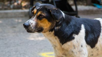 В Тюменской области чиновники заплатят за покусанного собакой ребенка