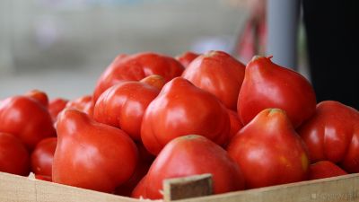 Правительство обнулило пошлины на ввоз в Россию томатов