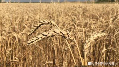 Польша вывезла с Украины более двух миллионов тонн зерна