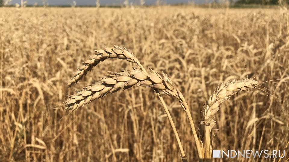 Десятки миллионов тонн: в Киеве оценили будущие потери урожая из-за подрыва Каховской ГЭС