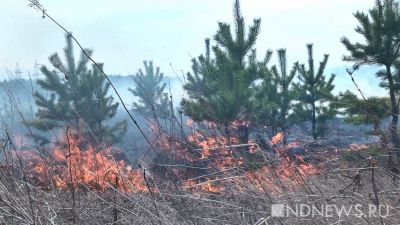 В России тушат более 100 природных пожаров