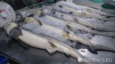 На Ямале в рамках уголовного дела продали более 900 рыбин чира, изъятых у браконьера