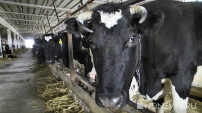 Беспрецедентно: у молочных коров в США вывили птичий грипп