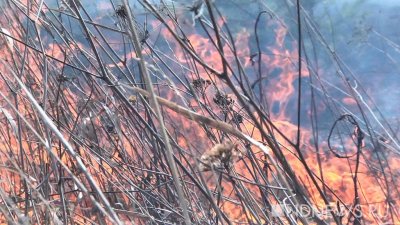 Пожароопасный сезон на Урале начнется 5 апреля