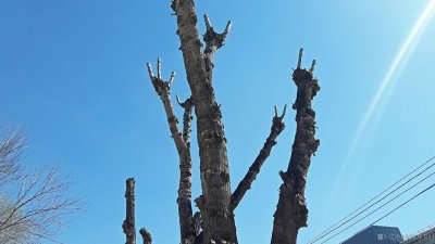 На Комсомольском проспекте Челябинска погибли деревья, высаженные зимой