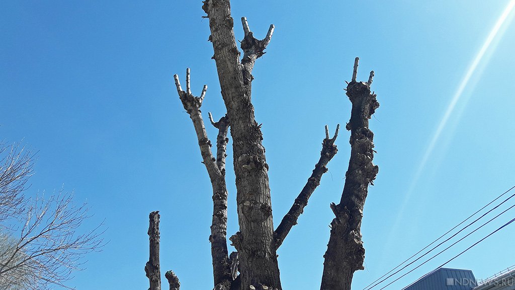 «Глубокое кронирование» карьеры: в Симферополе обрезка деревьев приняла интересный оборот