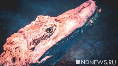 В Малайзии внутри крокодила нашли человеческие останки