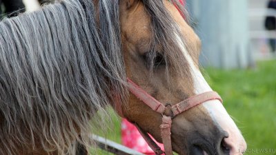 Служебным собакам и лошадям в Польше хотят дать право на оплачиваемую пенсию